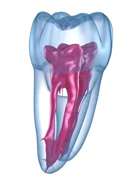 Diş kökü anatomisi - ilk üst çene azı dişi. Tıbbi olarak doğru olan 3 boyutlu diş illüstrasyonu