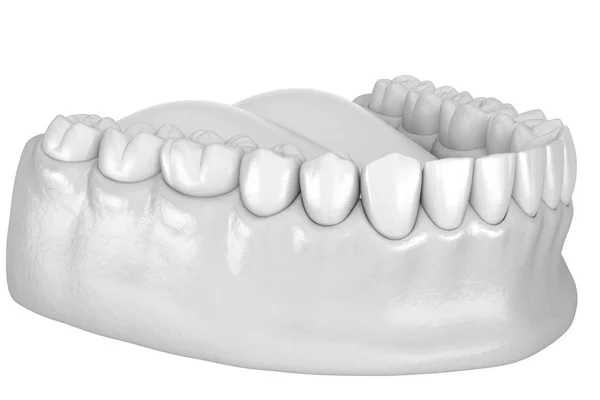 Mandibular Human Gum Och Tänder Anatomi Medicinskt Exakt Tand Illustration — Stockfoto