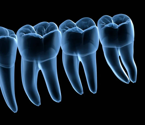 Anatomía Dental Encías Dientes Humanos Mandibulares Vista Rayos Ilustración Dientes —  Fotos de Stock