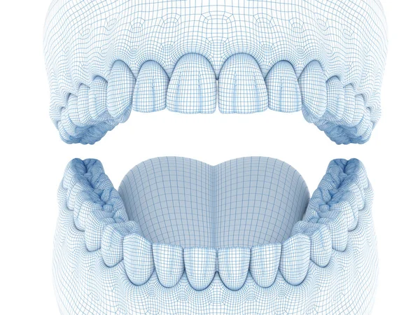 Morfologia Gengiva Humana Mandibular Dentes Fio Modelo Ilustração — Fotografia de Stock