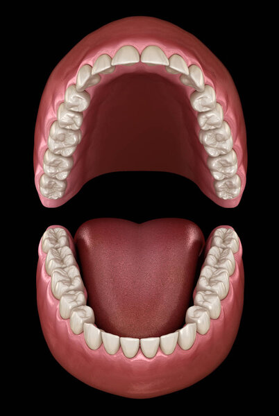 Dental anatomy - Opened Dentures. Medically accurate dental 3D illustration