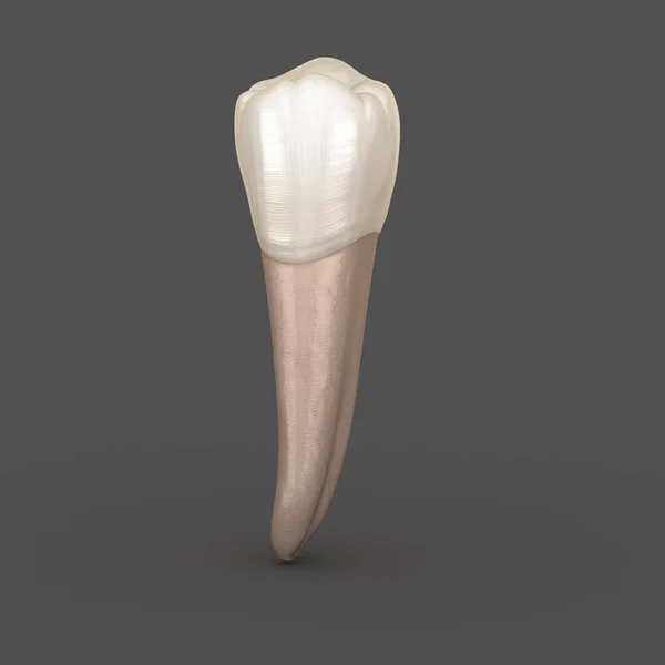 Dental anatomy - Mandibular Second premolar tooth. Medically accurate dental 3D illustration