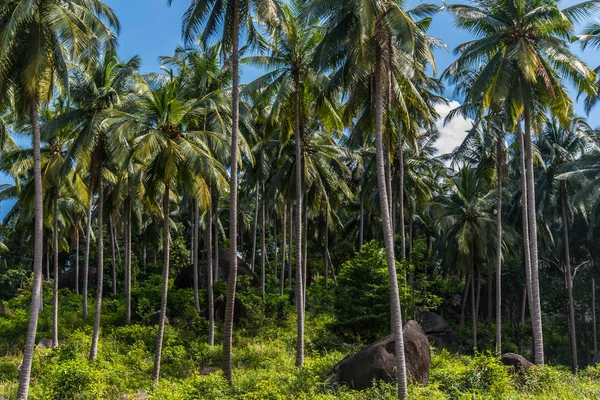 Koh Samui Adası'nda orman palmiyeforst, Tayland