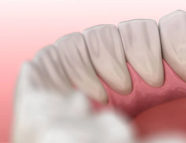 Mandibular human gum and teeth anatomy. Medically accurate tooth 3D illustration