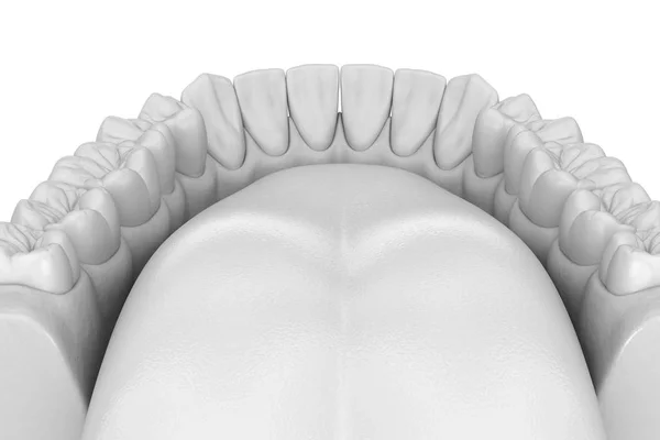 Mandibular Human Gum Och Tänder Anatomi Medicinskt Exakt Tand Illustration — Stockfoto