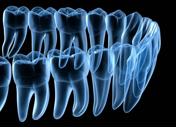 Dental Anatomy of mandibular human gum and teeth, x-ray view. Medically accurate tooth 3D illustration