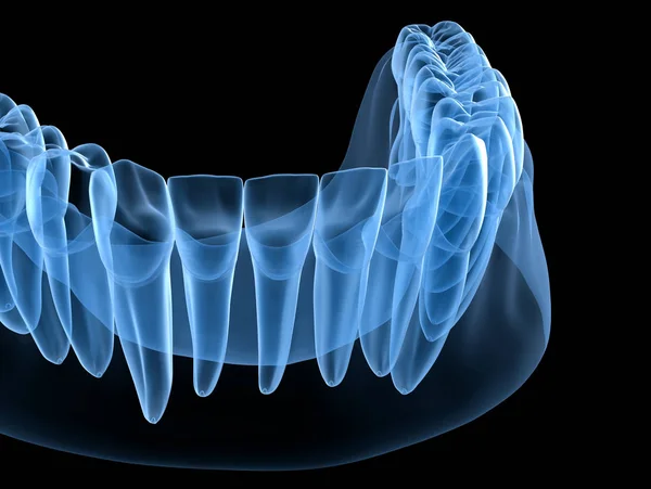 Dental Anatomy of mandibular human gum and teeth, x-ray view. Medically accurate tooth 3D illustration