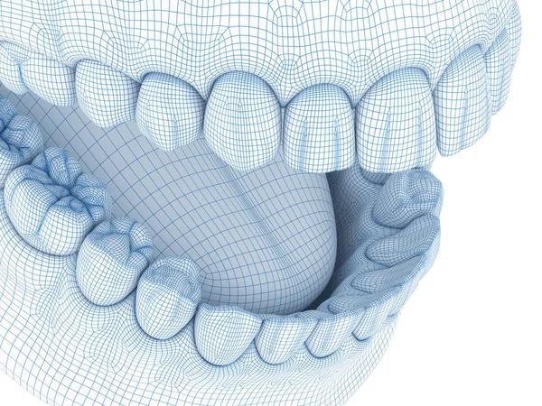 Morfologia Delle Gengive Dei Denti Umani Mandibolari Illustrazione Modello Filo — Foto Stock