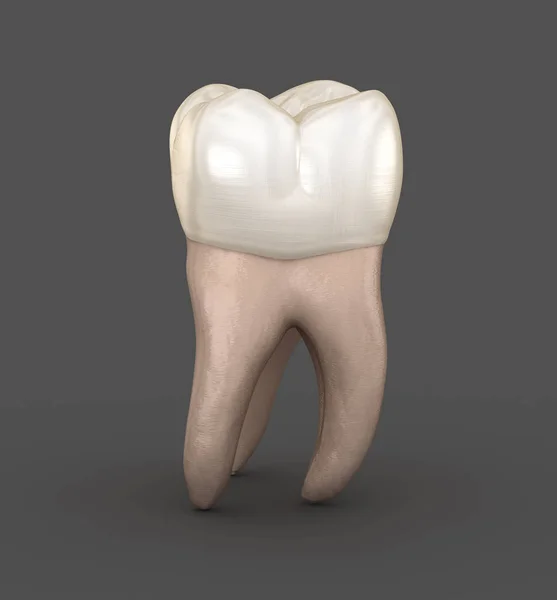 Dental anatomy - First maxillary molar tooth. Medically accurate dental 3D illustration