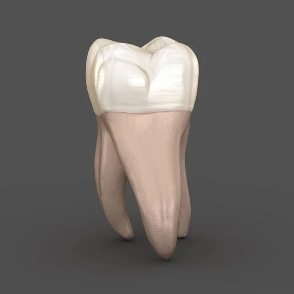 Anatomie Dentaire Première Dent Molaire Maxillaire Illustration Dentaire Médicalement Précise — Photo
