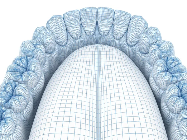 顎のヒトガムと歯の形態 ワイヤー3Dモデルイラスト — ストック写真