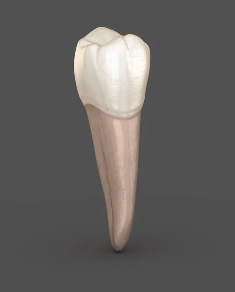 Anatomia Dentária Segundo Dente Pré Molar Mandibular Ilustração Odontológica Medicamente — Fotografia de Stock