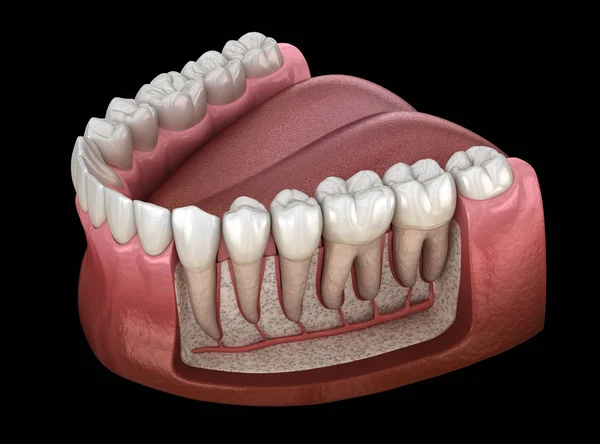 Dental Root anatomy of mandibular human gum and teeth, x-ray view. Medically accurate tooth 3D illustration