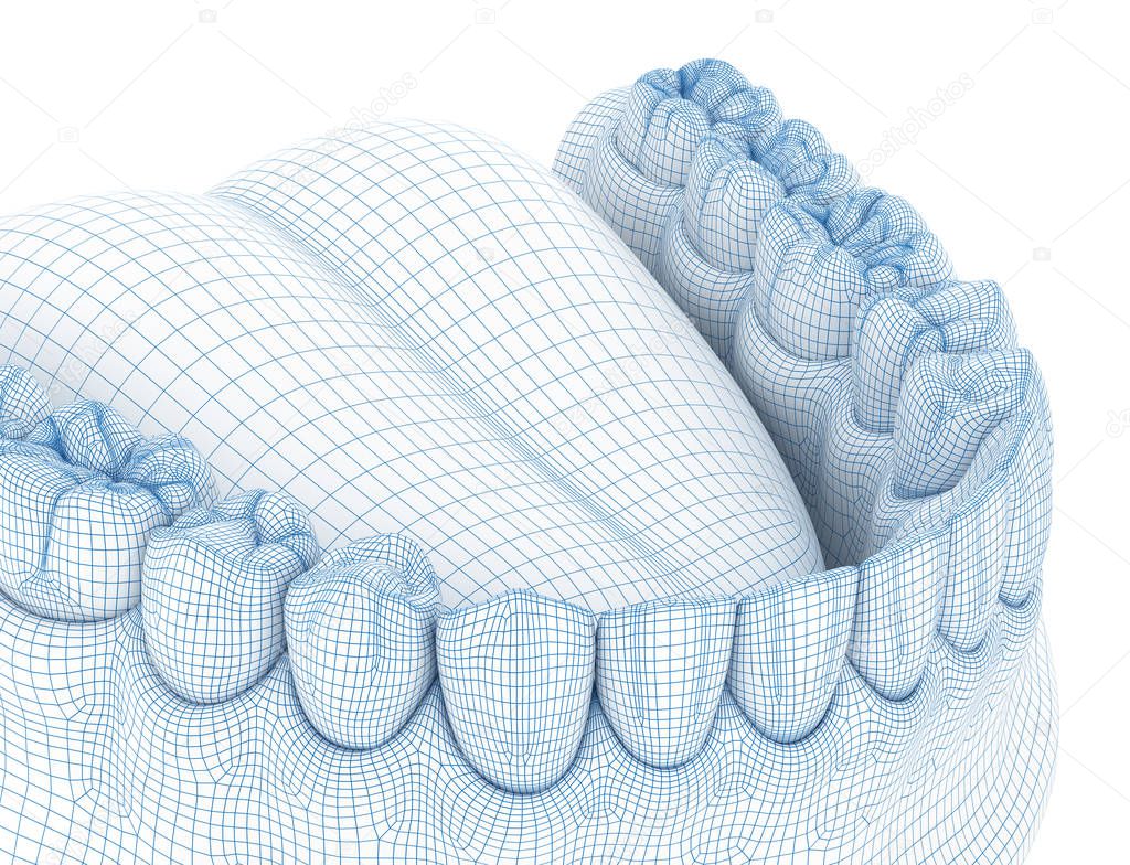 Morphology of mandibular human gum and teeth. Wire 3d model illustration