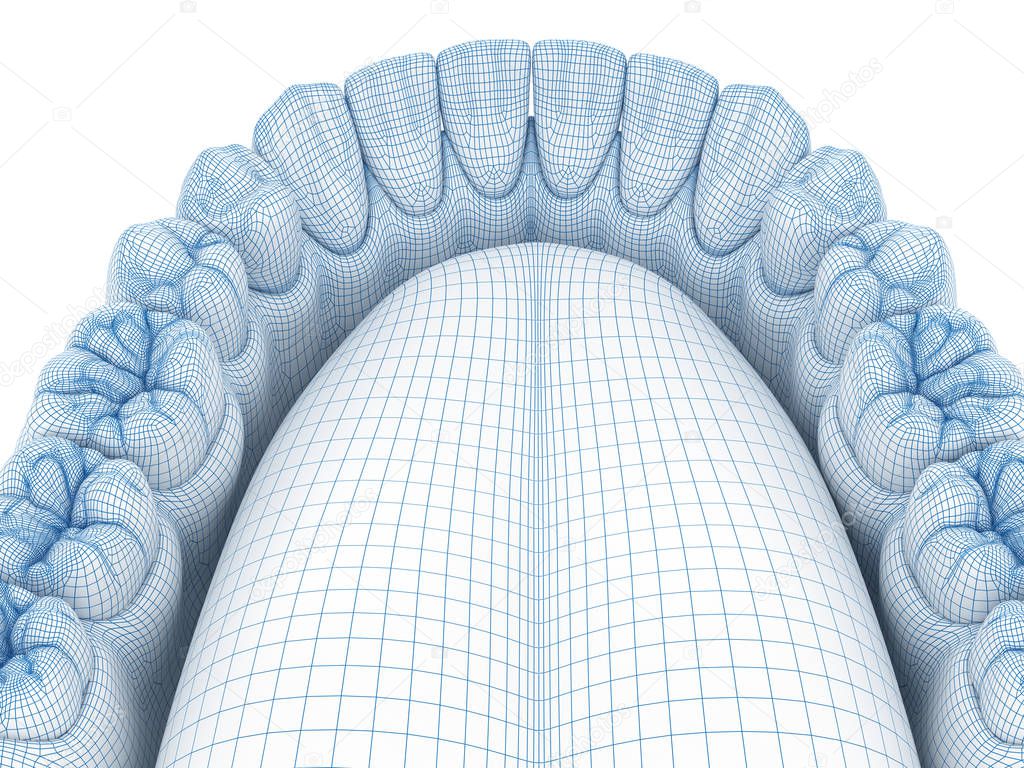 Morphology of mandibular human gum and teeth. Wire 3d model illustration