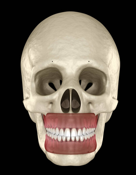 Healthy human teeth with normal occlusion. Medically accurate tooth 3D illustration