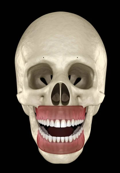 Denti Umani Sani Con Normale Occlusione Illustrazione Del Dente Clinicamente — Foto Stock