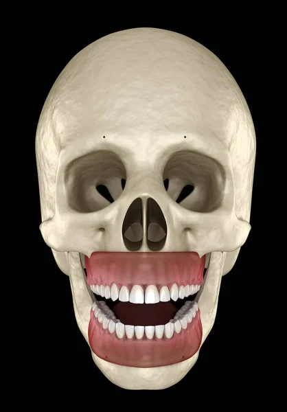 Dents Humaines Saines Avec Occlusion Normale Illustration Dentaire Médicalement Précise — Photo