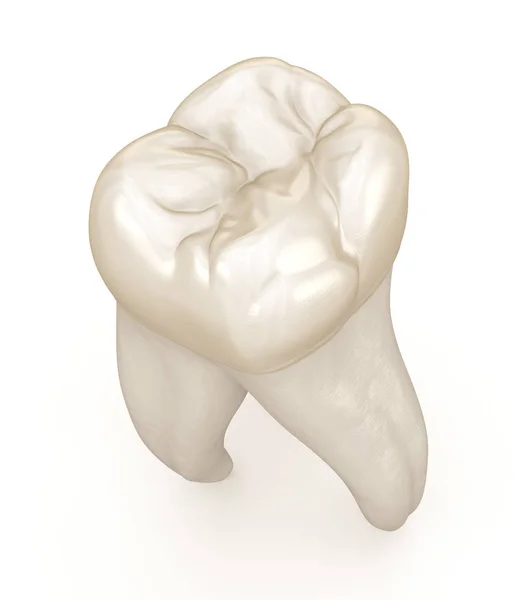 Diş Anatomisi Maksiller Azı Dişi Tıbbi Olarak Doğru Diş Illüstrasyon — Stok fotoğraf