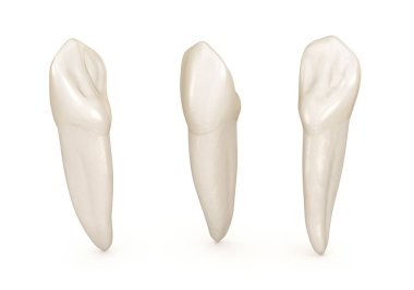 Diş anatomisi - maksiller santral kesici diş. Tıbbi olarak doğru diş 3d illüstrasyon