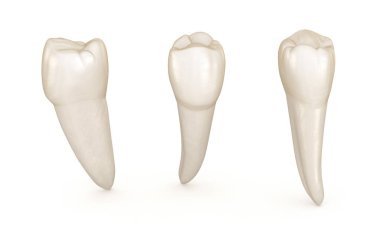 Diş anatomisi - mandibular premolar diş. Tıbbi olarak doğru diş 3d illüstrasyon
