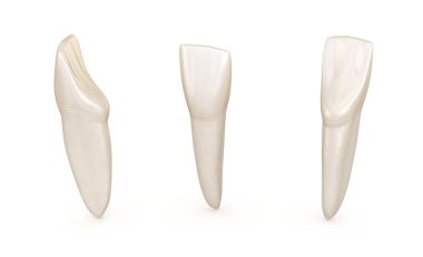 Diş anatomisi - mandibular merkezi kesici diş. Tıbbi olarak doğru diş 3d illüstrasyon