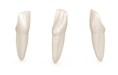 Diş anatomisi - mandibular merkezi kesici diş. Tıbbi olarak doğru diş 3d illüstrasyon