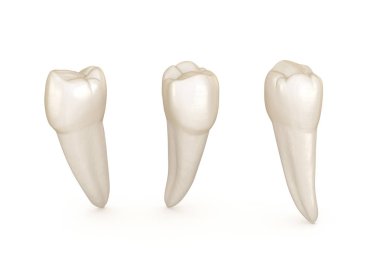 Diş anatomisi - mandibular premolar diş. Tıbbi olarak doğru diş 3d illüstrasyon