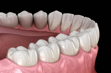 İnsan çikleti ve dişleri. Tıbbi olarak doğru diş 3D illüstrasyon