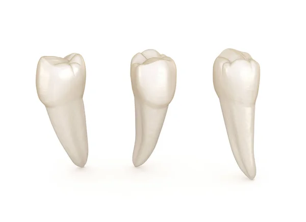 Anatomía Dental Diente Premolar Mandibular Ilustración Dental Médicamente Precisa — Foto de Stock
