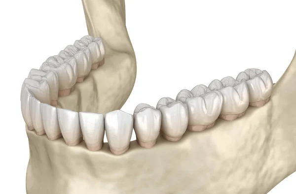 Anatomia Mandibular Ilustração Conceito Dentes Humanos — Fotografia de Stock