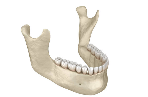 Mandibular jaw anatomy. 3D illustration concept of human teeth