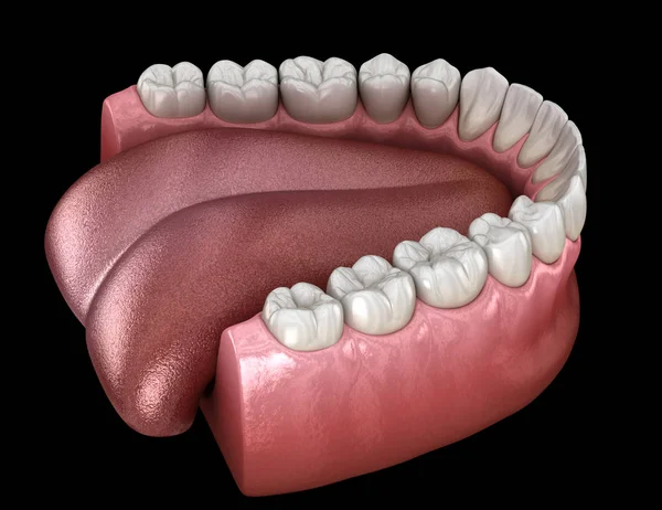 Guma Ludzka Zęby Żuchwy Medycznie Dokładna Ilustracja Zęba — Zdjęcie stockowe