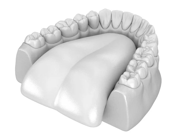 マンディブララヒトガムと歯の解剖学 医学的に正確な歯3Dイラスト — ストック写真
