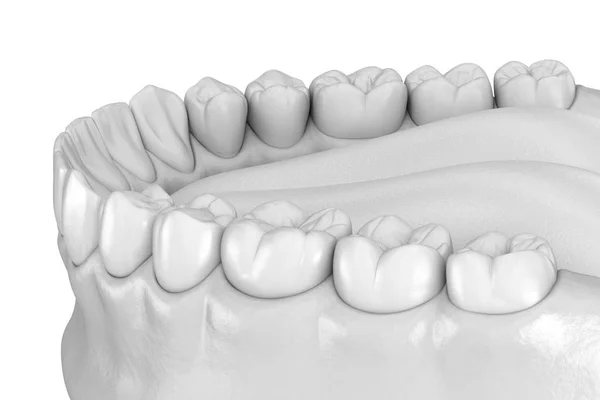 Mandibular human gum and teeth anatomy. Medically accurate tooth 3D illustration