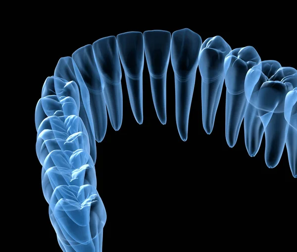 Anatomía Dental Encías Dientes Humanos Mandibulares Vista Rayos Ilustración Dientes — Foto de Stock