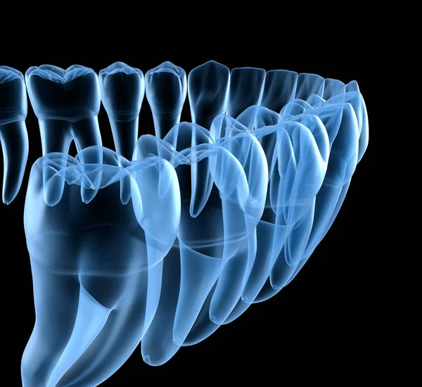 下颌骨及牙齿的牙齿解剖 X光透视 医学上准确的牙齿3D图像 — 图库照片
