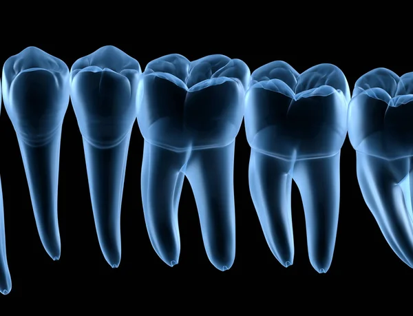 Dental Anatomy Mandibular Human Gum Teeth Ray View Medically Accurate — Stock Photo, Image