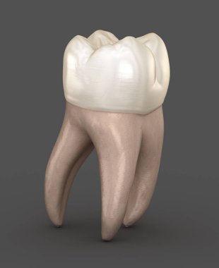 Diş anatomisi - İlk maksiller azı dişi. Tıbbi olarak doğru diş 3d illüstrasyon