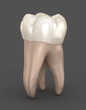 Diş anatomisi - İlk maksiller azı dişi. Tıbbi olarak doğru diş 3d illüstrasyon
