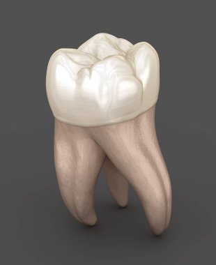 Diş anatomisi - İlk maksiller azı dişi. Tıbbi olarak doğru diş 3d illüstrasyon