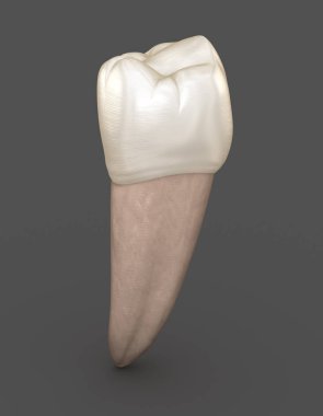 Diş anatomisi - Mandibular İkinci premolar diş. Tıbbi olarak doğru diş 3d illüstrasyon