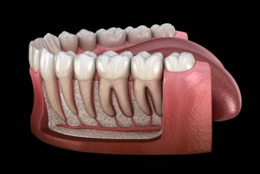 Mandibular insan diş eti ve dişlerin Diş Kökü anatomisi, x-Ray görünümü. Tıbbi olarak doğru diş 3d illüstrasyon