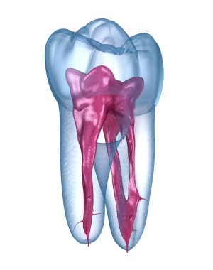 Diş kökü anatomisi - ilk üst çene azı dişi. Tıbbi olarak doğru olan 3 boyutlu diş illüstrasyonu
