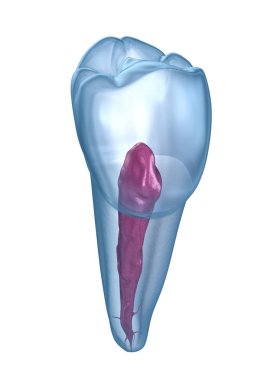 Diş kökü anatomisi - Mandibular İkinci premolar diş. Tıbbi olarak doğru diş 3d illüstrasyon