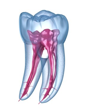 Dental root anatomy - First maxillary molar tooth. Medically accurate dental 3D illustration clipart