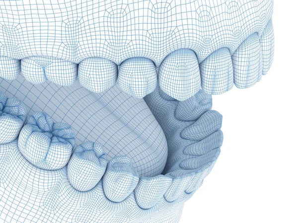 Morfologia Żuchwy Ludzkiej Gumy Zębów Ilustracja Modelu Drutu — Zdjęcie stockowe