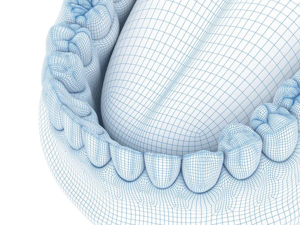 曼地人类牙龈和牙齿的形态学 模型插图 — 图库照片