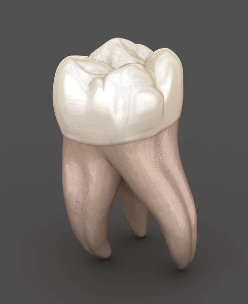 Anatomia Dentale Primo Dente Molare Mascellare Illustrazione Dentale Clinicamente Accurata — Foto Stock