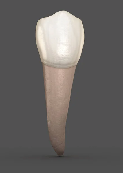 歯科解剖学 顎第二プレモル歯 医学的に正確な歯科3Dイラスト — ストック写真